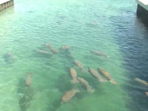 Manatee Lagoon, West Palm Beach live cam