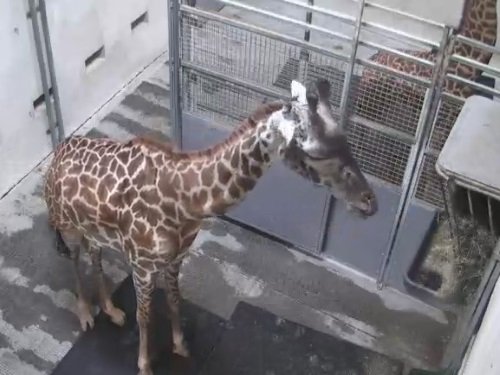 Giraffe Barn, Zoo Greenville live cam